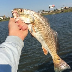 Meet your Posher, Rylan